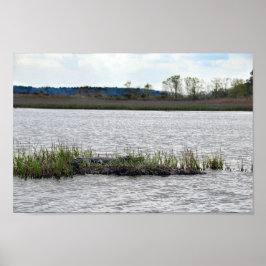Alligator op Beer Island, South Carolina Poster