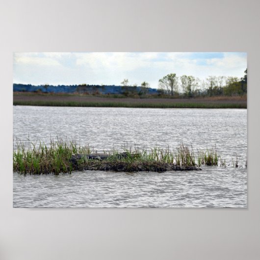 Alligator op Beer Island, South Carolina Poster (Voorkant)