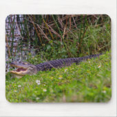 Alligator op Florida Wetlands Foto Muismat (Voorkant)