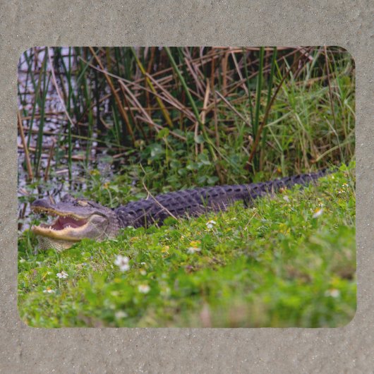 Alligator op Florida Wetlands Foto Muismat