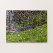 Alligator op foto van Florida Wetlands Legpuzzel (Horizontaal)