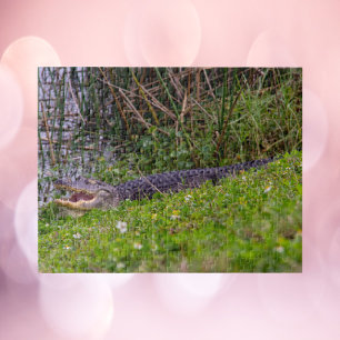 Alligator op foto van Florida Wetlands Legpuzzel