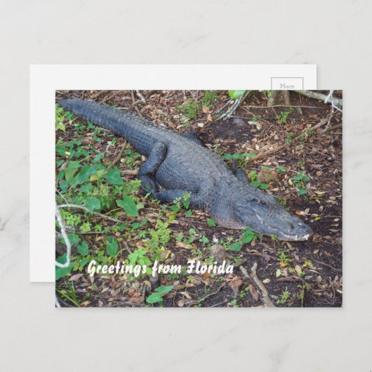 alligator op het land briefkaart (Voorkant / Achterkant)