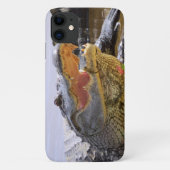 Alligator portret closeup Case-Mate iPhone case (Achterkant)