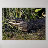 Alligator Portret Poster afdrukken (Voorkant)