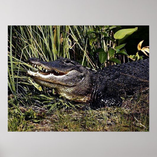 Alligator Portret Poster afdrukken (Voorkant)