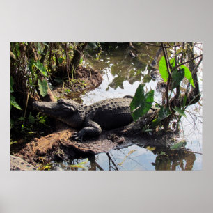 Alligator-Poster Poster