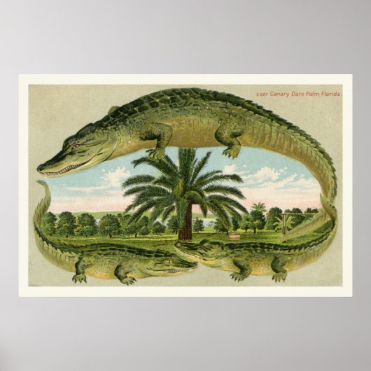 Alligator Print 1 (Voorkant)