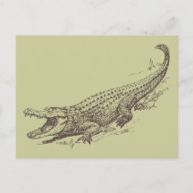 Alligator Realistische illustratie