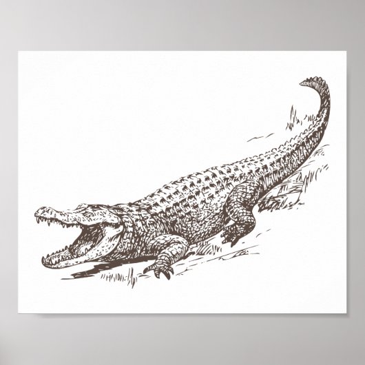 Alligator Realistische illustratie Poster (Voorkant)