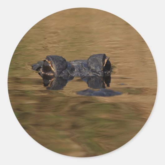 alligator ronde sticker (Voorkant)