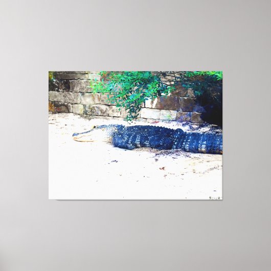 Alligator Rustend bij Stenen Muur Canvas Afdruk (Voorkant)