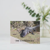 Alligator rustend in de Everglades-zonneschijn Briefkaart (Staand voorkant)