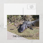 Alligator rustend in de Everglades-zonneschijn Briefkaart (Voorkant / Achterkant)