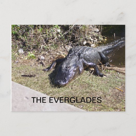 Alligator rustend in de Everglades-zonneschijn Briefkaart (Voorkant)