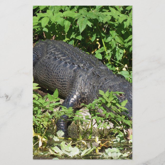 Alligator Silver (Voorkant)