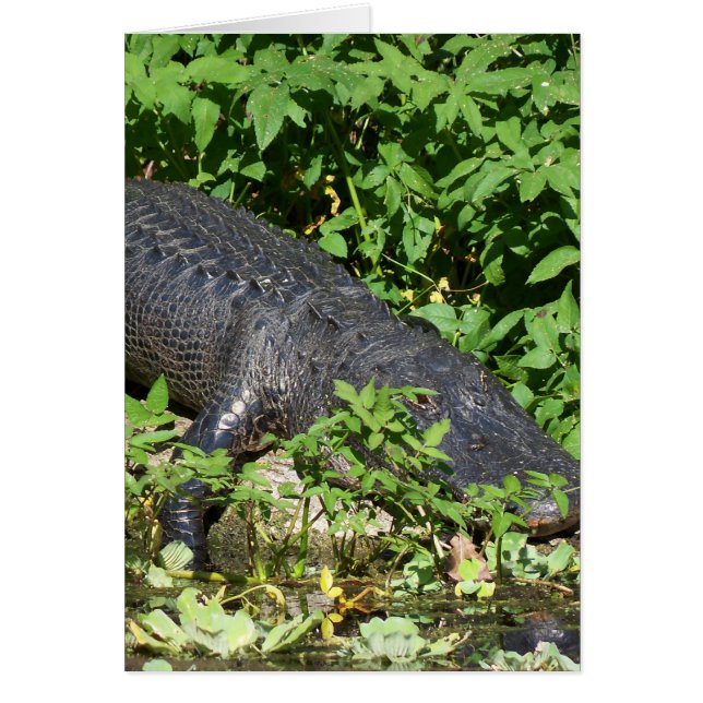 Alligator Silver (Voorkant)