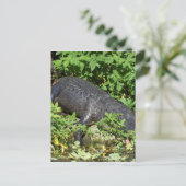 Alligator Silver Briefkaart (Staand voorkant)