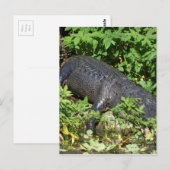 Alligator Silver Briefkaart (Voorkant / Achterkant)