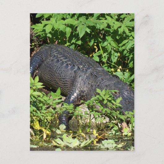 Alligator Silver Briefkaart (Voorkant)