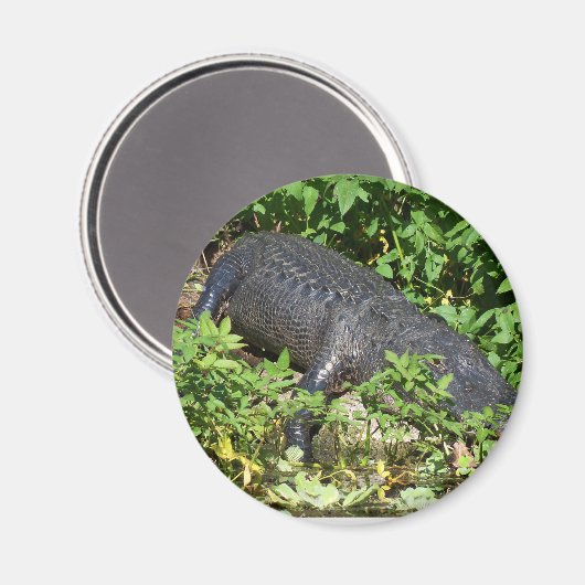 Alligator Silver Magneet (Voorkant / Achterkant)