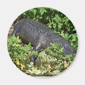 Alligator Silver Magneet (Voorkant)