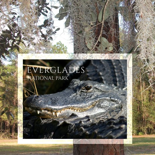 Alligator Smiles from Marsh, Everglades NP Briefkaart