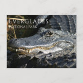 Alligator Smiles from Marsh, Everglades NP Briefkaart (Voorkant)