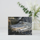 Alligator Smiles from Marsh, Everglades NP Briefkaart (Staand voorkant)