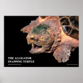 Alligator Snapping Turtleのポスター Poster (Voorkant)
