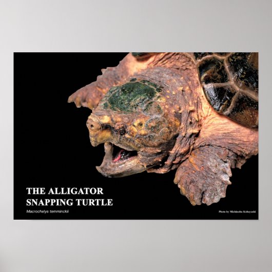 Alligator Snapping Turtleのポスター Poster (Voorkant)