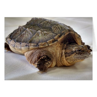 Alligator Snapping Turtle