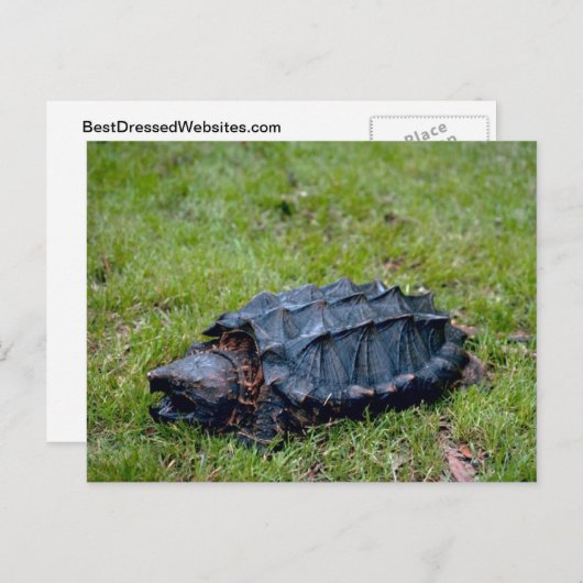 Alligator Snapping Turtle Briefkaart (Voorkant / Achterkant)