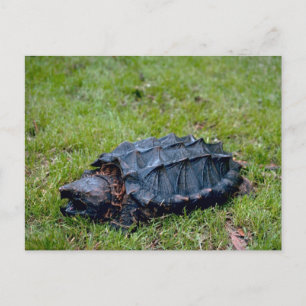 Alligator Snapping Turtle Briefkaart