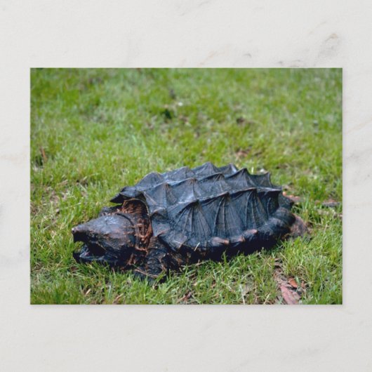 Alligator Snapping Turtle Briefkaart (Voorkant)