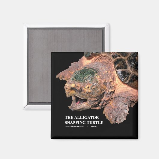 Alligator snapping turtle magneet (Voorkant / Achterkant)
