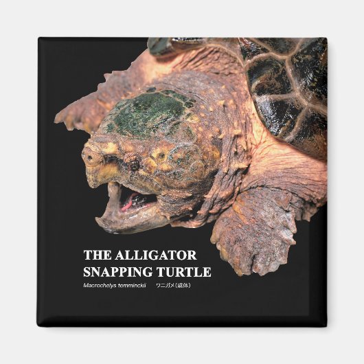Alligator snapping turtle magneet (Voorkant)