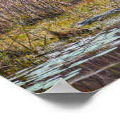 Alligator Sunning at Galliard Lake, Dauphin Island Poster (Hoek)