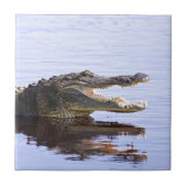 Alligator Tegeltje (Voorkant)