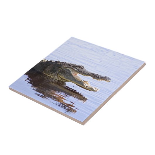 Alligator Tegeltje (Zijkant)