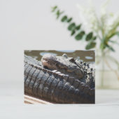 Alligator testen briefkaart (Staand voorkant)