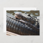 Alligator testen briefkaart (Voorkant / Achterkant)