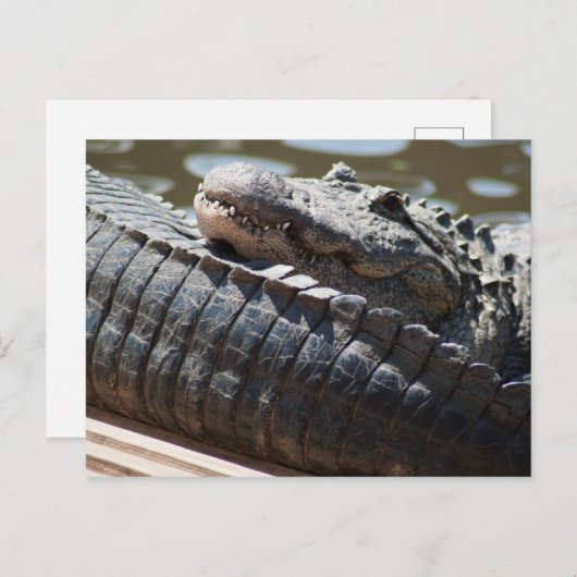 Alligator testen briefkaart (Voorkant / Achterkant)