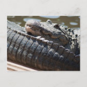 Alligator testen briefkaart (Voorkant)