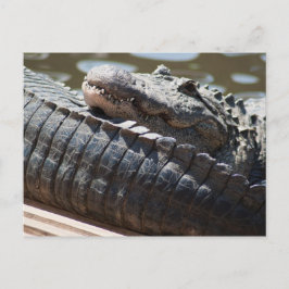 Alligator testen briefkaart