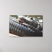 Alligator testen canvas afdruk (Voorkant)