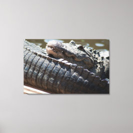Alligator testen canvas afdruk