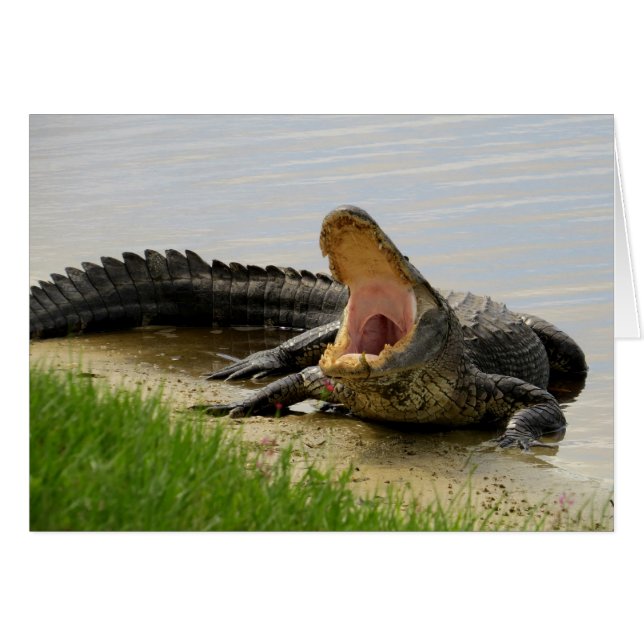 Alligator van aangezicht tot aangezicht (Voorkant Horizontaal)