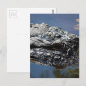 Alligator van North Carolina Briefkaart (Voorkant / Achterkant)