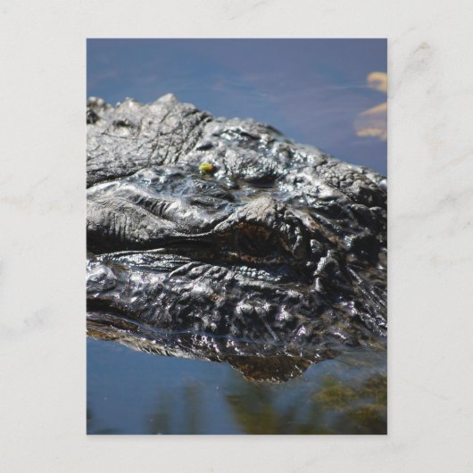 Alligator van North Carolina Briefkaart (Voorkant)